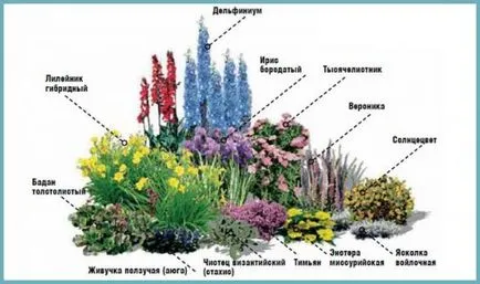 Un pat de flori de flori perene pentru începători cu numele și pozele pentru flowerbeds, diagrame, video