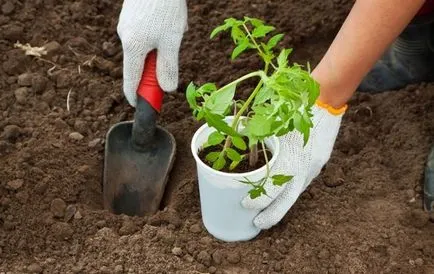 Când să planteze roșii în teren deschis în 2017 o lună, numărul de favorabile