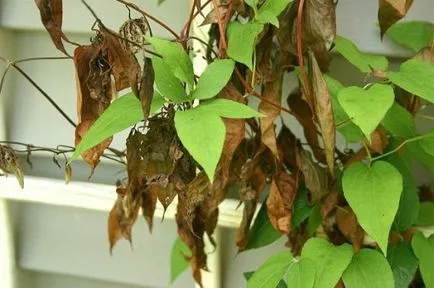 Clematis - plantarea și îngrijirea în câmp deschis, cum ar fi gradina ta