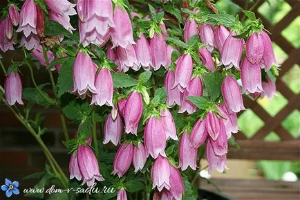 Bellflower grădină perene cum să crească, câți ani clopotele ar trebui să fie pus în (orice) Bellflower grădină perene cum să crească, clopote perene ar fi trebuit să pună în