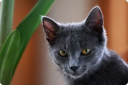 Pe cine să aleagă o pisică sau o pisică