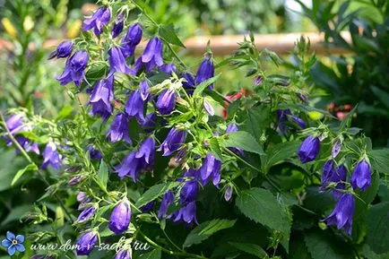 Bellflower grădină perene cum să crească, câți ani clopotele ar trebui să fie pus în (orice) Bellflower grădină perene cum să crească, clopote perene ar fi trebuit să pună în