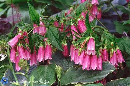 Bellflower grădină perene cum să crească, câți ani clopotele ar trebui să fie pus în (să crească) Bellflower grădină perene cum să crească, clopote perene ar fi trebuit să pună în