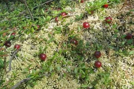 grădină Cranberry în creștere în zona de grădină din țară, soiul (afine) grădină Cranberry în creștere în zona de grădină din țară, soiurile