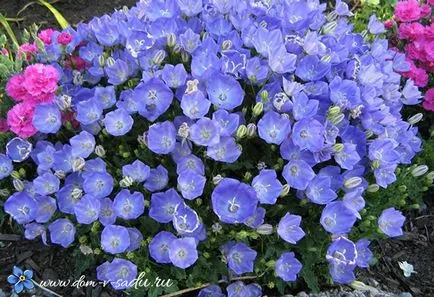 Bellflower grădină perene cum să crească, câți ani clopotele ar trebui să fie pus în (pe termen lung) Bellflower grădină perene cum să crească, clopote perene ar fi trebuit să pună în
