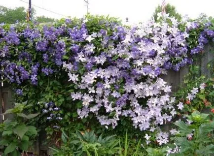 Clematis - plantarea și îngrijirea în câmp deschis, cum ar fi gradina ta