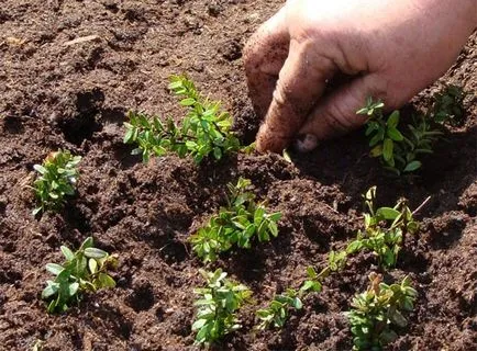 grădină Cranberry în creștere în zona de grădină din țară, soiul (macrocarpa) grădină Cranberry în creștere în zona de grădină din țară, soiurile