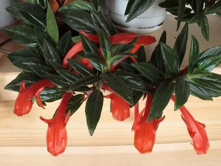fotografii Kolumneya, vederi și îngrijirea plantelor în condiții casnice (tipuri de) fotografii Kolumneya, vederi și îngrijire de plante la domiciliu