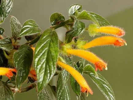 fotografii Kolumneya, vederi și îngrijire de plante în casă (condiții) fotografii Kolumneya, vederi și îngrijire de plante la domiciliu