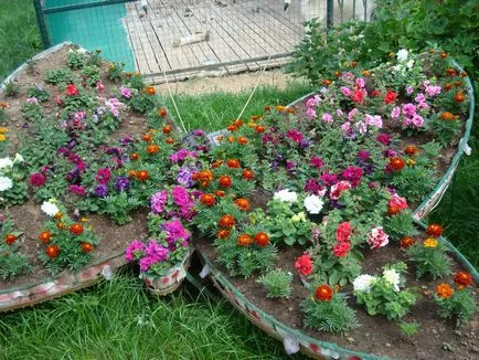 paturi de flori anuale - scheme, exemple, ghid pas cu pas