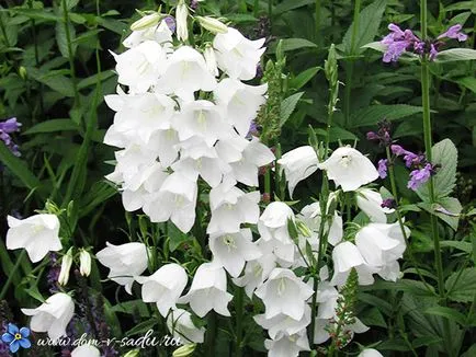 Bellflower grădină perene cum să crească, câți ani clopotele ar trebui să fie pus în (pe termen lung) Bellflower grădină perene cum să crească, clopote perene ar fi trebuit să pună în