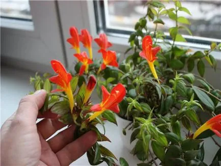 fotografii Kolumneya, vederi și îngrijire de plante în casă (kolumneya) fotografii Kolumneya, vederi și îngrijire de plante la domiciliu