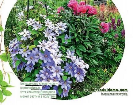Clematis (foto) - sfaturi de plantare și îngrijire de profesioniști, site-ul de grădină, cabana și plante de apartament