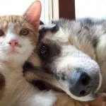 Pisică și de câine - împreună pentru totdeauna (28 poze) (Dog) Pisică și de câine - împreună pentru totdeauna (28 poze)