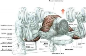 Un set de exerciții cu gantere - exerciții la domiciliu - Articole - antrenament pentru acasa