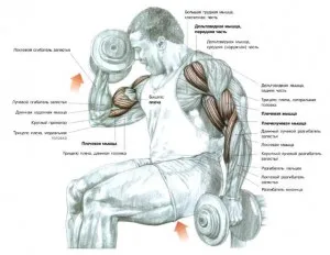 Un set de exerciții cu gantere - exerciții la domiciliu - Articole - antrenament pentru acasa