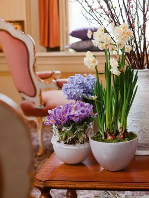 flori Ghivece cu în interiorul apartamentului și puneți-le în dormitor, baie, hol, camera de zi (cazare) flori Ghivece cu în interiorul apartamentului și puneți-le în dormitor, baie, hol, camera de zi