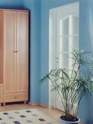 flori Ghivece cu în interiorul apartamentului și puneți-le în dormitor, baie, hol, living (dormitor) flori Ghivece cu în interiorul apartamentului și puneți-le în dormitor, baie, hol, camera de zi