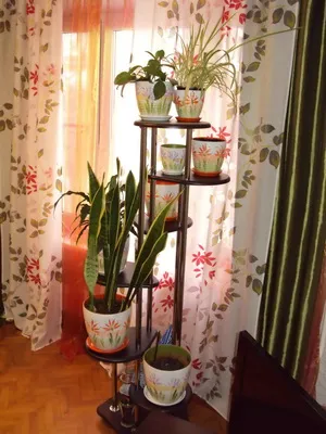flori Ghivece cu în interiorul apartamentului și puneți-le în dormitor, baie, hol, living (apartament) flori Ghivece cu în interiorul apartamentului și puneți-le în dormitor, baie, hol, camera de zi