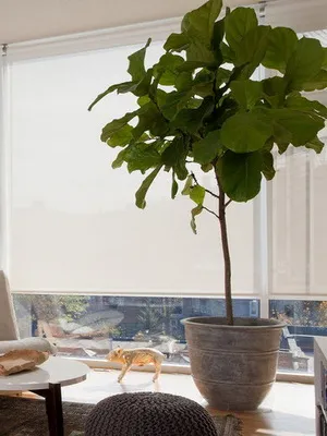flori Ghivece cu în interiorul apartamentului și puneți-le în dormitor, baie, hol, living (dormitor) flori Ghivece cu în interiorul apartamentului și puneți-le în dormitor, baie, hol, camera de zi