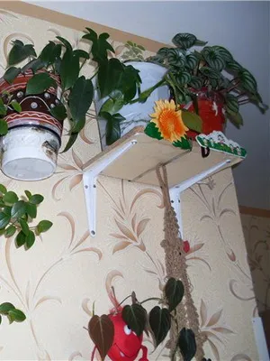 flori Ghivece cu în interiorul apartamentului și puneți-le în dormitor, baie, hol, living (interior) flori Ghivece cu în interiorul apartamentului și puneți-le în dormitor, baie, hol, camera de zi