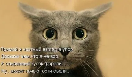 poezii scurte despre pisici in imagini (pisica poezii imagini) poezii scurte despre pisici în imagini