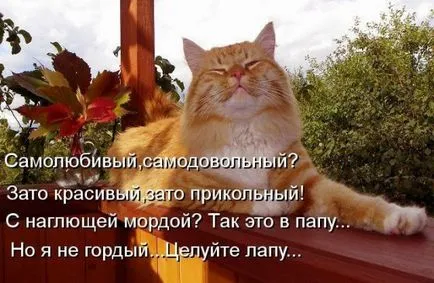 poezii scurte despre pisici in imagini (cat) poezii scurte despre pisici în imagini