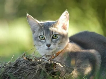 Cat scarpină urechile și shake-uri cauze cap, tratament (pisică) Cat scarpină urechile și scutură din cap cauze, tratament