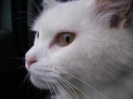Cat scarpină urechile și scutură din cap cauze, tratamente (cap) Cat scarpină urechile și scutură din cap cauze, tratament