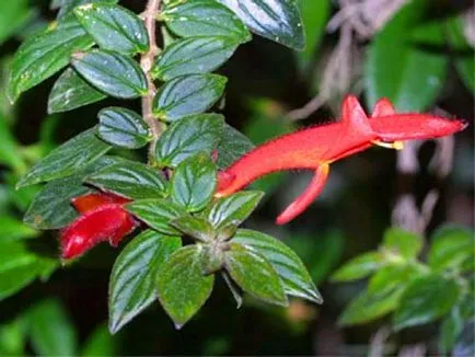 fotografii Kolumneya, vederi și îngrijire de plante în casă (condiții) fotografii Kolumneya, vederi și îngrijire de plante la domiciliu