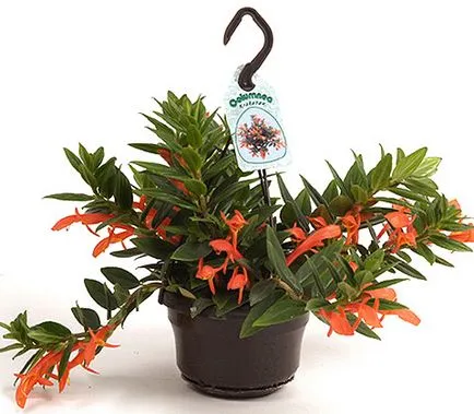 Houseplant kolumneya, îngrijire, transplant și reproducerea în casă