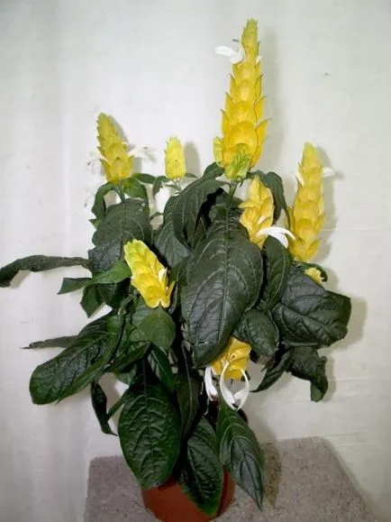 pachystachys cameră flori de îngrijire la domiciliu