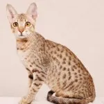 Sphynx comentarii caractere pisica, pret, imagini, caracteristici, răspunsuri la întrebări frecvente, kotizm
