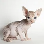 Sphynx comentarii caractere pisica, pret, imagini, caracteristici, răspunsuri la întrebări frecvente, kotizm