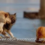Pisică și de câine - împreună pentru totdeauna (28 poze) (Pisici) Pisică și de câine - împreună pentru totdeauna (28 poze)