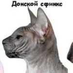 Sphynx comentarii caractere pisica, pret, imagini, caracteristici, răspunsuri la întrebări frecvente, kotizm
