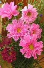 plante Kosmeya kosmeya pentru creștere în grădină (sau cosmos flori: descriere si poze) Kosmeya kosmeya plante pentru cultivarea în grădină