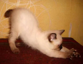 Pisicile fără coadă și Bobtail - tailless manx Bobtail Bobtail și (fără) Pisicile fără coadă și Bobtail - manx tailless și Bobtail Bobtail