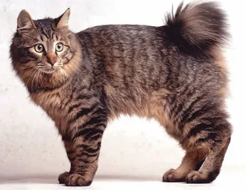 Pisicile fără coadă și Bobtail - tailless Manx și Bobtail Bobtail (tailless) Pisicile fără coadă și Bobtail - manx tailless și Bobtail Bobtail