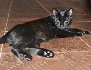 Pisicile fără coadă și Bobtail - tailless manx Bobtail Bobtail și (fără) Pisicile fără coadă și Bobtail - manx tailless și Bobtail Bobtail