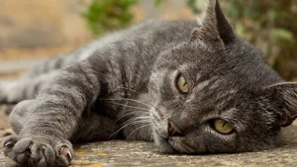 Pisica se a intrat în casa ce înseamnă