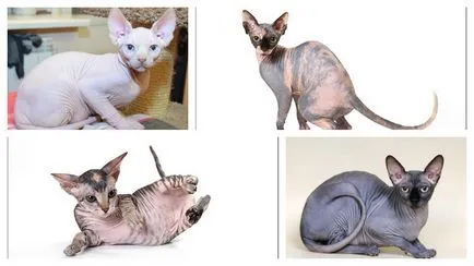 Sphynx pisica - ce personajul ei și cum să-l lupta
