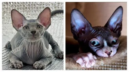 Sphynx pisica - ce personajul ei și cum să-l lupta