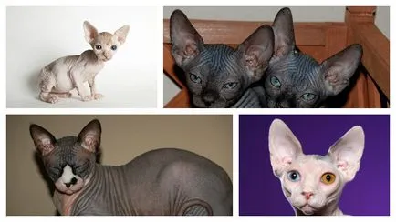 Sphynx pisica - ce personajul ei și cum să-l lupta
