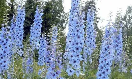 Casă țară frumoasă cu mâinile lor 40 fotografie Home & Garden