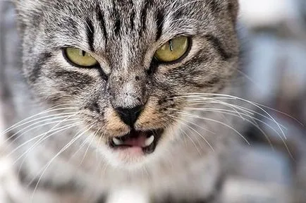 Cat după castrare a devenit agresiv și a atacat ce să facă (castrare) Cat după castrare a devenit agresiv și a atacat ce să facă