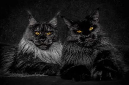 Pisici elita descriere specii, fotografii