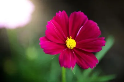 Kosmeya în creștere din semințe, plantare și întreținere (covor de culoare verde) Kosmeya în creștere din semințe, de plantare și îngrijire
