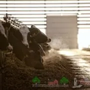 Cine sunt vaca stearpă și cum să rezolve problema de non-fertilizate (rezolvat) Cine sunt vaca stearpă și cum să rezolve problema de nefertilizat