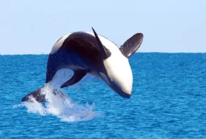 Cine ucigașul - ea delfinii sau balenele decât să mănânce și cum să se uite, în cazul în care trăiesc, fotografiile lor (ucigaș balena este o balena sau un delfin decât să mănânce greutatea par să locuiască lungimea ca vii să cântărească foto) Cine ucigașul - ea delfinii sau balenele decat sa manance si cum sa se uite, în cazul în care trăiesc, fotografiile lor